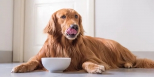 Understanding Grain-Free Dog Food: Pros and Cons Understanding Grain-Free Dog Food: Pros and Cons